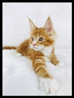 Otto